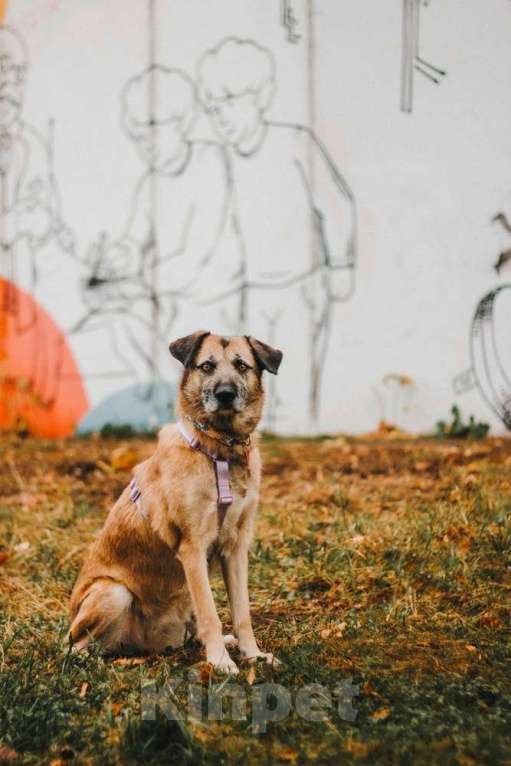 Собаки в Москве: Спокойная собачка Тера из Курска в добрые руки Девочка, 1 руб. - фото 6