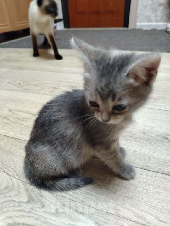 Кошки в других городах Воронежской области: Отдам красивую девочку от сиамской мамы Девочка, Бесплатно - фото 4