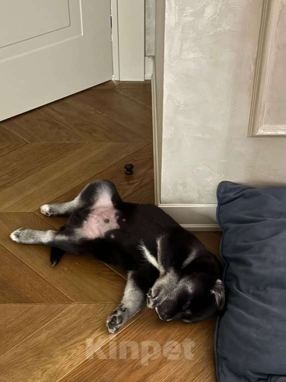 Собаки в Москве: Метис лабрадора и лайки ищет ДОБРЫЕ руки Мальчик, Бесплатно - фото 2