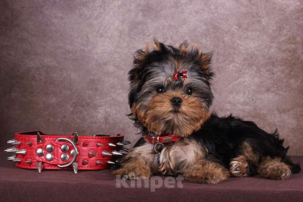 Собаки в Москве: Йоркширский терьер курносый красавец Оливер РКФ. Мальчик, 55 000 руб. - фото 3