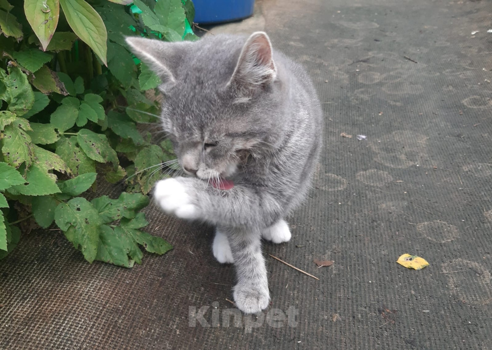 Кошки в Калуге: Котенок Девочка, Бесплатно - фото 6