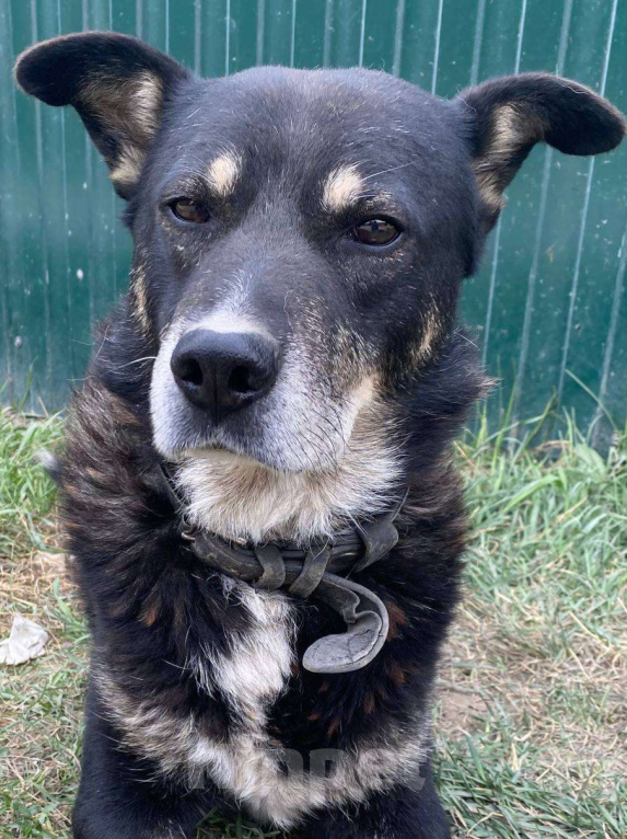 Собаки в Москве: Старичок Тео Мальчик, Бесплатно - фото 1