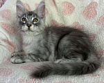 Кошки в Дмитрове: Черная серебристая мраморная девочка мейн кун Cindy Девочка, 20 000 руб. - фото 2