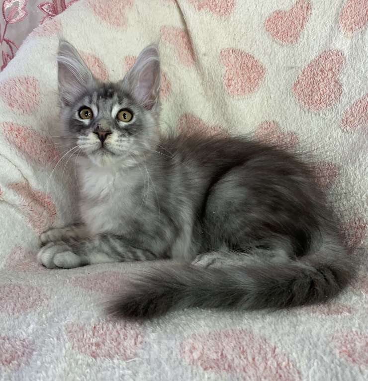 Кошки в Дмитрове: Черная серебристая мраморная девочка мейн кун Cindy Девочка, 20 000 руб. - фото 2