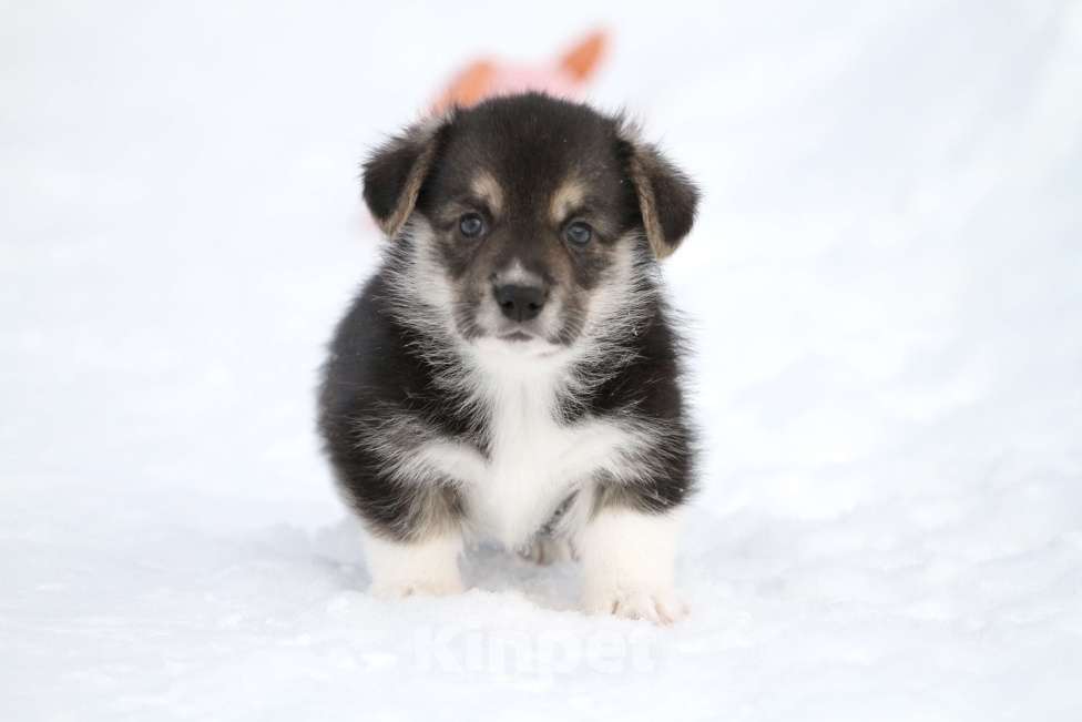 Собаки в Москве: Вельш корги пемброк Мальчик, 60 000 руб. - фото 3