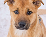 Собаки в Москве: Адель ждет семью в приюте Девочка, Бесплатно - фото 1