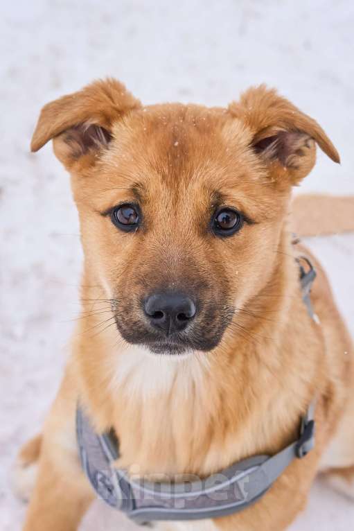 Собаки в Москве: Адель ждет семью в приюте Девочка, Бесплатно - фото 1
