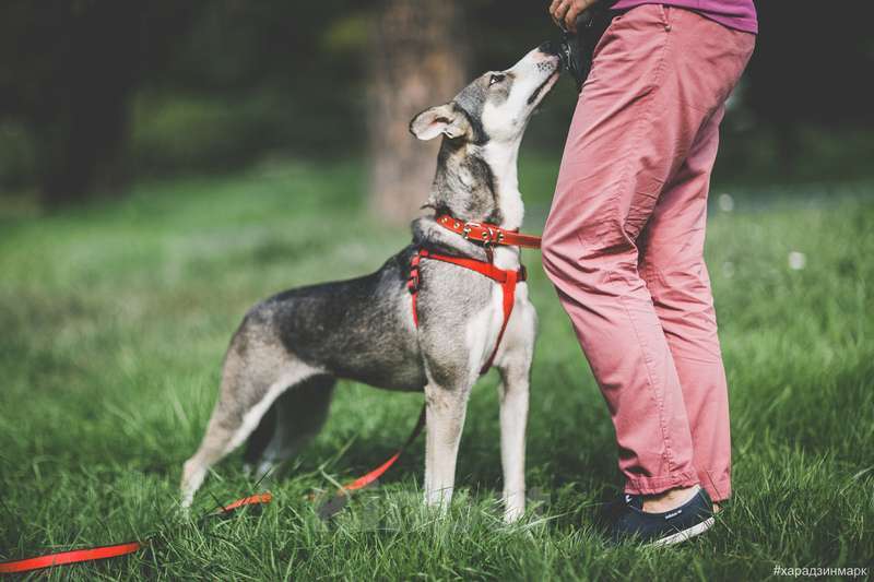 Собаки в Москве: Идеальная диванная собака Ева в приюте. Потеряла надежду найти дом Девочка, Бесплатно - фото 3