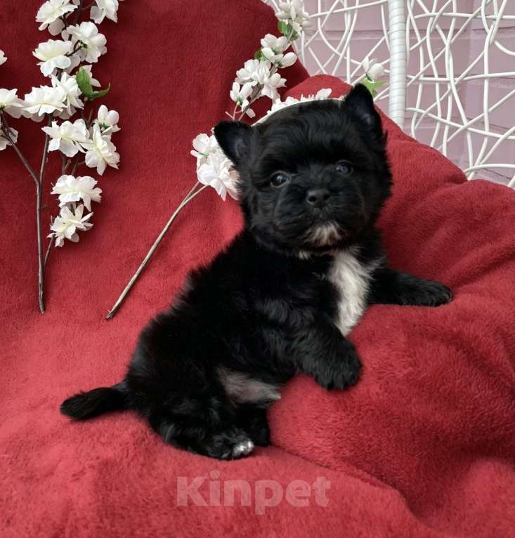 Собаки в Москве: Чёрный йорк мальчик стандарт кукольный Мальчик, 80 000 руб. - фото 4