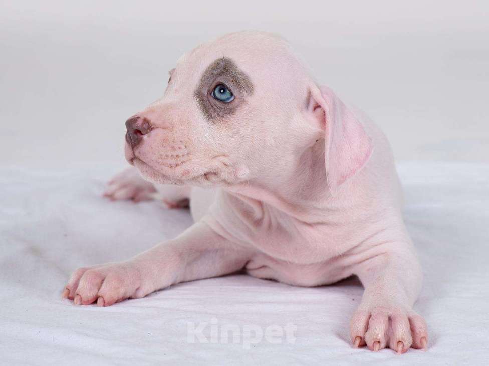 Собаки в Москве: Щенки американского питбуль терьера Мальчик, 70 000 руб. - фото 7