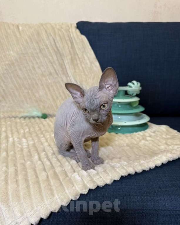 Кошки в других городах Московской области: Продам сфинкса с родословной Мальчик, 60 000 руб. - фото 4