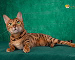 Кошки в Москве: Бенгальская кошка с зелёными глазами Девочка, 5 000 руб. - фото 2