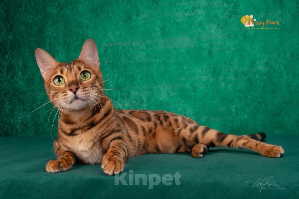 Кошки в Москве: Бенгальская кошка с зелёными глазами Девочка, 5 000 руб. - фото 2