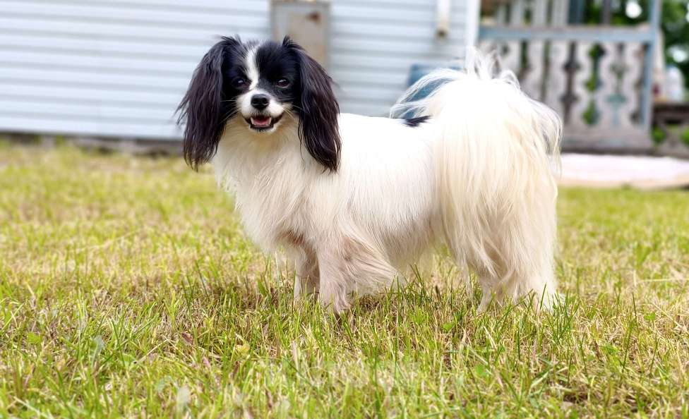 Собаки в Санкт-Петербурге: Шикарная сука фалена Девочка, 60 000 руб. - фото 4