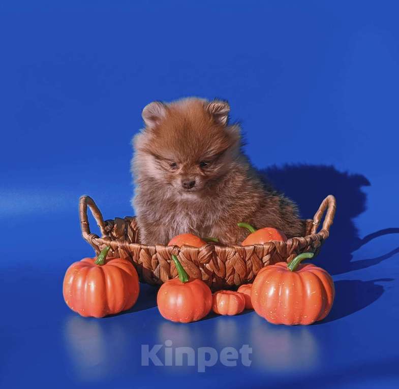 Собаки в Москве: щенки шпица Мальчик, 15 000 руб. - фото 4