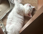 Кошки в Новороссийске: Прямоухие котята  Девочка, Бесплатно - фото 1