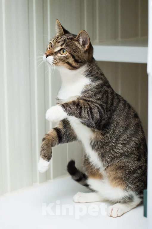 Кошки в Москве: Смешной котенок Локи в добрые руки Мальчик, Бесплатно - фото 3