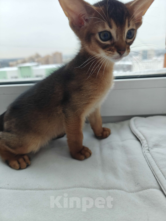 Кошки в Мытищах: Абиссинские котята в домашние любимцы Мальчик 2 Мальчик, 45 000 руб. - фото 3