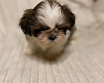 Собаки в Санкт-Петербурге: Очаровательная девочка ши тцу  Девочка, 35 000 руб. - фото 5