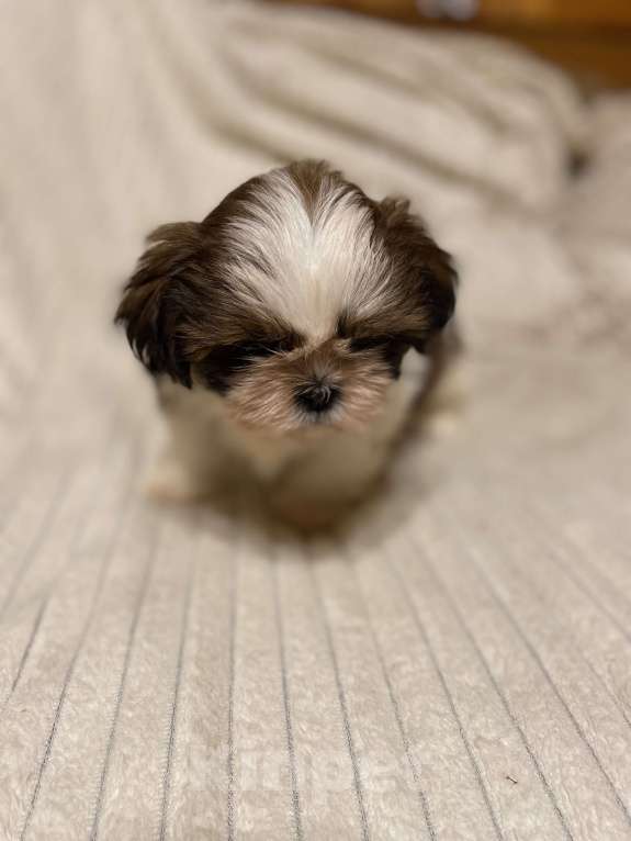 Собаки в Санкт-Петербурге: Очаровательная девочка ши тцу  Девочка, 35 000 руб. - фото 5