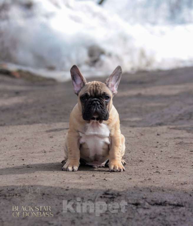 Собаки в Ртищево: Щенки французского бульдога Мальчик, 80 000 руб. - фото 2