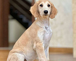 Собаки в Мытищах: Щенки салюки  Мальчик, 200 000 руб. - фото 8