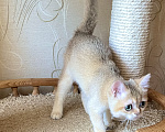 Кошки в Волгограде: Котёнок золотого окраса Девочка, 9 000 руб. - фото 4
