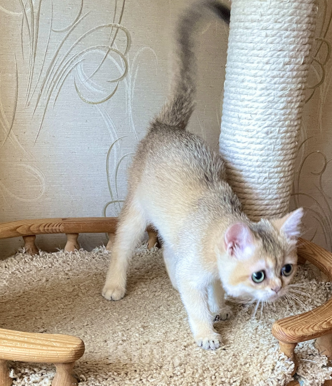 Кошки в Волгограде: Котёнок золотого окраса Девочка, 9 000 руб. - фото 4