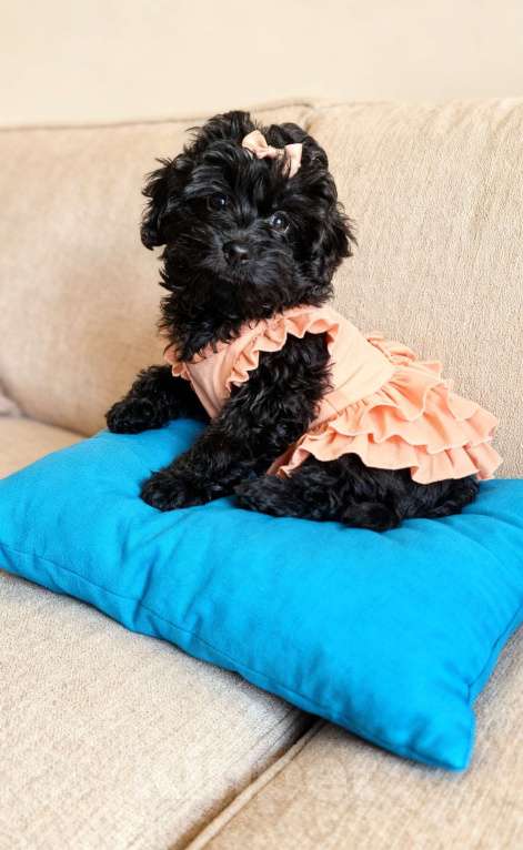 Собаки в Химках: Мальтипу девочка черного окраса Девочка, 50 000 руб. - фото 2