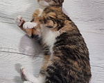 Кошки в Екатеринбурге: Котенок ищет дом Девочка, Бесплатно - фото 2