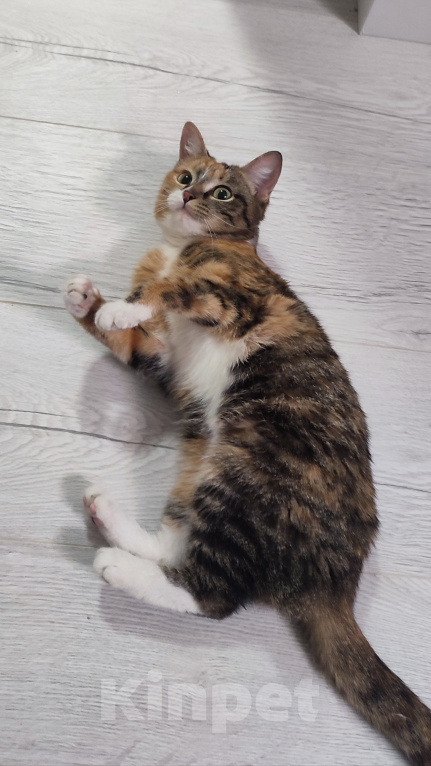 Кошки в Екатеринбурге: Котенок ищет дом Девочка, Бесплатно - фото 2