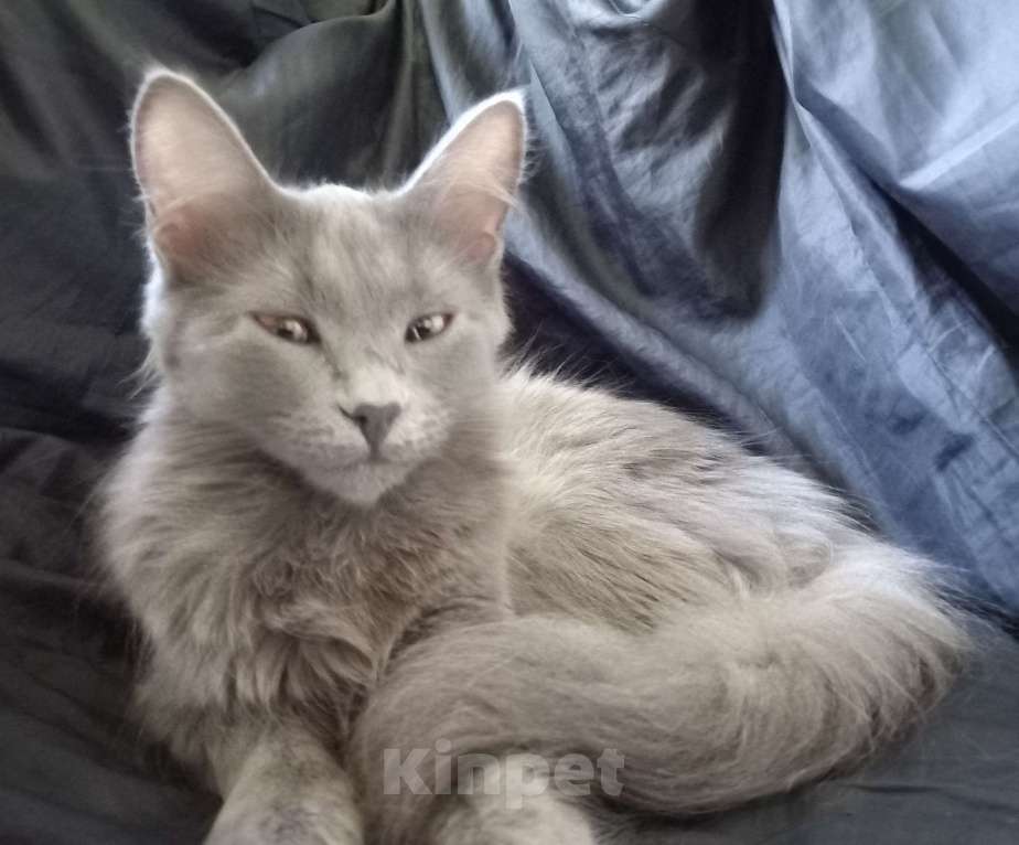 Кошки в Москве: 💛 СЛАВОЧКА  –  Активная  кошечка  ( родилась дома )  –  в  добрые  руки 💛 Девочка, 200 руб. - фото 3