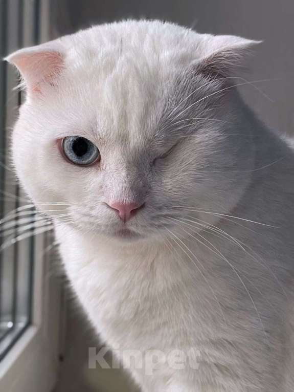 Кошки в Москве: Ласковый шотландский кот Маугли Мальчик, Бесплатно - фото 2