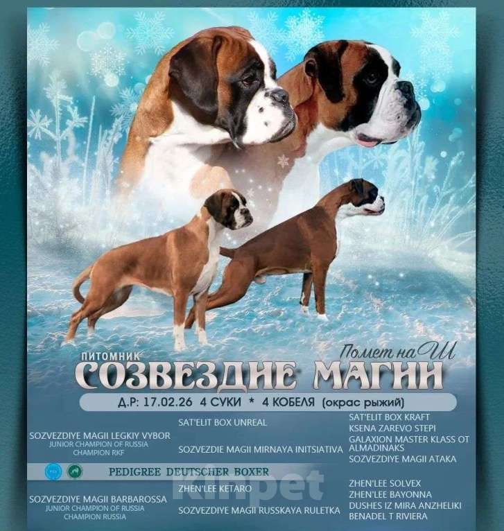 Собаки в других городах Иркутской области: Щенки немецкого боксëра Разнополые, 50 руб. - фото 8