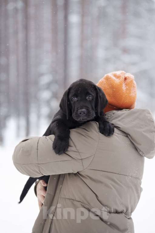 Собаки в Санкт-Петербурге: IRISLAV BIG BOSS Мальчик, 160 000 руб. - фото 8