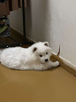 Щенок девочка самоед