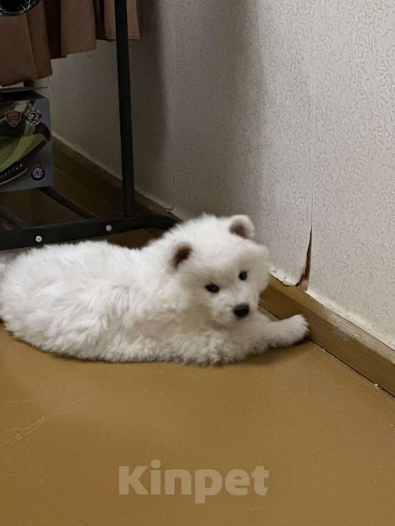 Собаки в других городах Московской области: Щенок девочка самоед Девочка, 25 000 руб. - фото 1