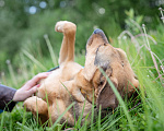 Собаки в Солнечногорске: Молодой пёсик в добрые руки Мальчик, Бесплатно - фото 3