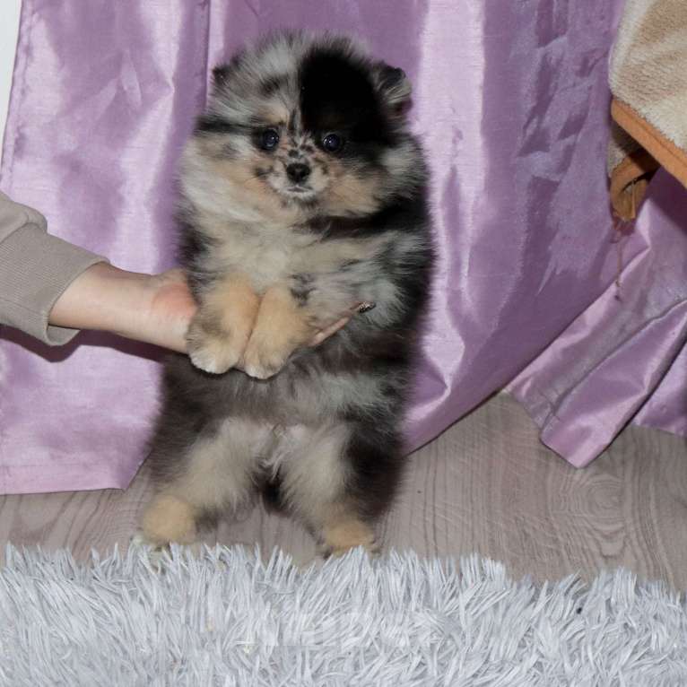 Собаки в Москве: Самая РАСПИСНАЯ красотка шпица Девочка, 75 000 руб. - фото 4