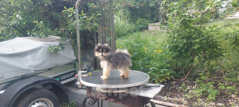 Собаки в Туле: Космос Мальчик, 60 000 руб. - фото 2