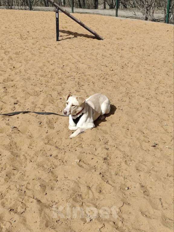 Собаки в Москве: Трепетная Латика ищет дом Девочка, Бесплатно - фото 6