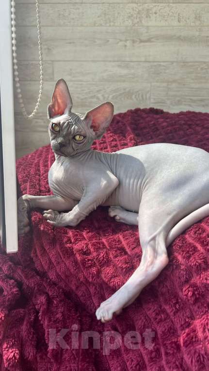 Кошки в Москве: Луна - голубая красавица с золотыми глазами  Девочка, 50 000 руб. - фото 2