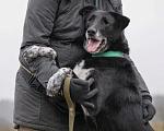 Собаки в Клине: Уникальная Шерри Девочка, Бесплатно - фото 5