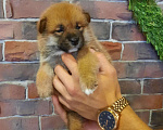Собаки в Краснодаре: Кобель Сиба-Ину  Мальчик, 15 000 руб. - фото 3
