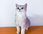 Кошки в Малоархангельске: Голубое золото, 30 руб. - фото 1