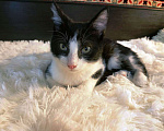 Кошки в Санкт-Петербурге: Черно-белый котенок с невероятной жаждой к жизни Мальчик, 200 руб. - фото 3