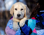 Собаки в Москве: Щенок лабрадора  Мальчик, 80 000 руб. - фото 4