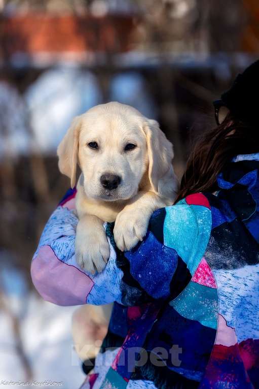 Собаки в Москве: Щенок лабрадора  Мальчик, 80 000 руб. - фото 4