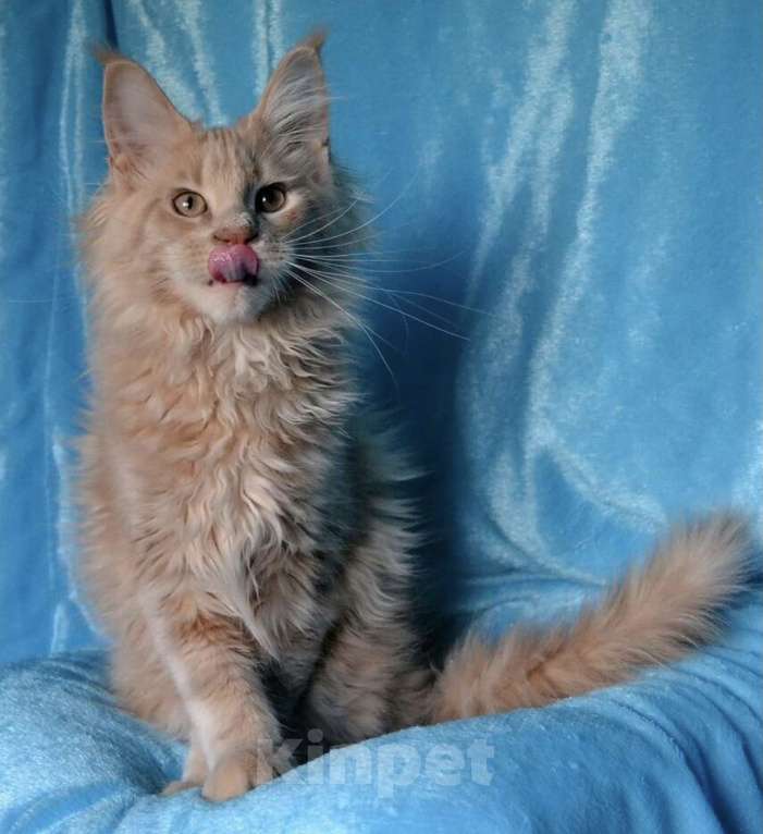 Кошки в Отрадном: Котята мейн-кун Разнополые, 30 000 руб. - фото 1