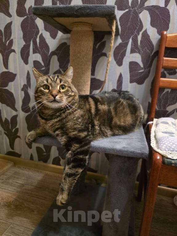 Кошки в Москве: Нежный котик Кузя в добрые руки  Мальчик, Бесплатно - фото 4